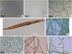Morphological variation within cyanobacterial genera.jpg