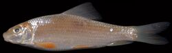 Moxostoma collapsum (S1195) 0114 (42022295802).jpg