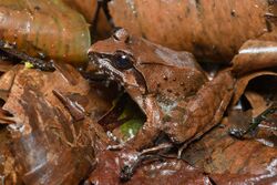 Nanorana aenea, Doi Chang spiny frog - Doi Phu Kha National Park (48557681287).jpg