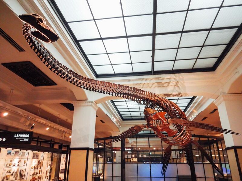 File:National Museum of Nature and Science- Futabasaurus.jpg