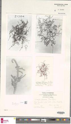 Naturalis Biodiversity Center - L.4051930 - Champia feldmannii Díaz-Pif. - Algae - Plant type specimen.jpeg
