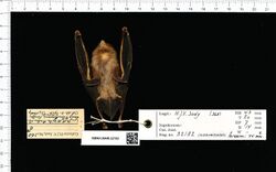 Naturalis Biodiversity Center - RMNH.MAM.32182 ven - Hipposideros dyacorum - skin.jpeg