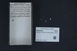 Naturalis Biodiversity Center - RMNH.MOL.167228 - Pusillina munda (Di Monterosato, 1884) - Rissoidae - Mollusc shell.jpeg