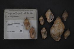 Naturalis Biodiversity Center - RMNH.MOL.198817 - Nassa situla (Reeve, 1846) - Muricidae - Mollusc shell.jpeg