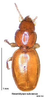 Nesamblyops subcaecus.jpg