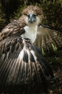 Noblest Flyer Philippine Eagle.jpg