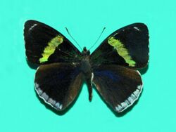 Nymphalidae - Perisama bomplandii.jpg