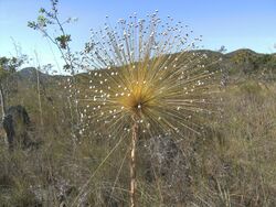 Paepalanthus, Eriocaulaceae.JPG