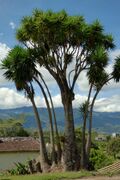 Palma yuca - Palmiche (Yucca guatemalensis, antes Y. elephantipes) (14704930553).jpg