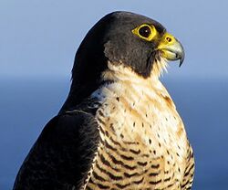 Peregrine falcon (Australia).JPG
