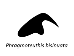 Phragmoteuthis bisinuata hook.png