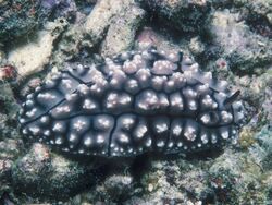 Phyllidiopsis krempfi Bali.jpg