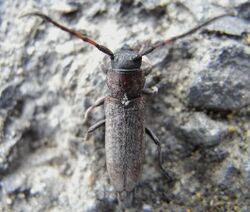 Phytoecia scutellata up.JPG