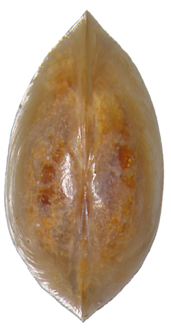 Pisidium pseudosphaerium 2.png