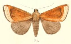 Pl.4-24-Nikara castanea Moore, 1882.JPG