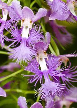 Platanthera shriveri (17573791866) (cropped).jpg