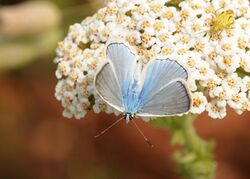 Polyommatus daphnis 03.jpg