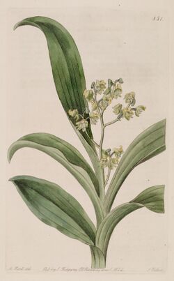 Polystachya puberula - Bot. Reg. 10 pl. 851 (1824).jpg