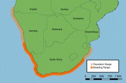Population and breeding range of the African Black Oystercatcher Haematopus moquini.jpg