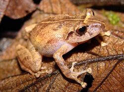 Pristimantis palmeri01.jpg