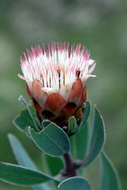 Protea subvestita (Proteceae) (4629044901).jpg