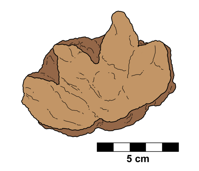 File:Protoceratops footprint.png
