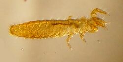Protura (Acerentomon species) micrograph.jpg
