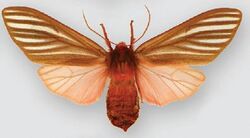 Pseudohemihyalea sonorosa (female).JPG
