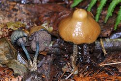 Psilocybe.zapotecorum.jalisco.JPG