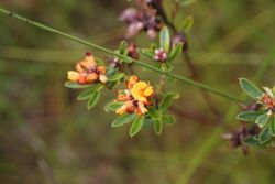 Pultenaea myrtoides.jpg