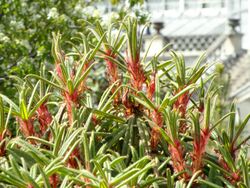 Rhododendron strigillosum - University of Copenhagen Botanical Garden - DSC07603.JPG