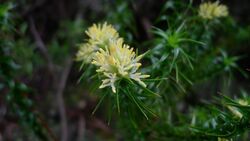 Richea procera (6248799327).jpg