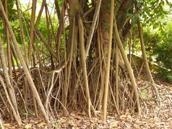 Rubber fig (Ficus elastica) aerial roots.jpg