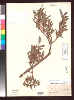 Salix characta.jpg