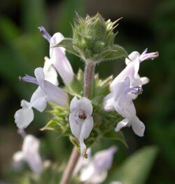 Salvia mellifera flowers 2003-03-12.jpg