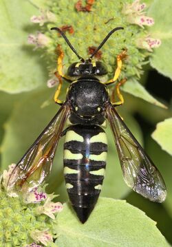 Sand Wasp - Bicyrtes quadrifasciatus, Meadowood Farm SRMA, Mason Neck, Virginia.jpg