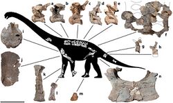 Savannasaurus skeleton.jpg
