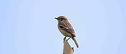 4G4A4415(Common stonechat).jpg