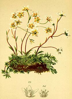 Saxifraga aspera Atlas Alpenflora.jpg