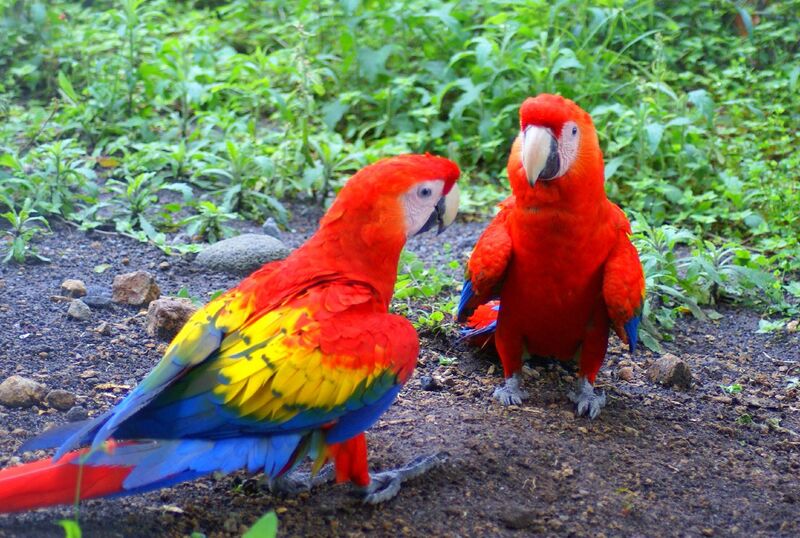 File:Scarlet Macaw (Ara macao) -Panama-8a.jpg