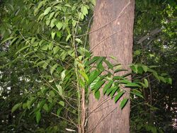 Scorodocarpus bornensis - Kulin.JPG