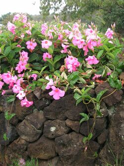 Starr 060916-8854 Mandevilla x amabilis.jpg