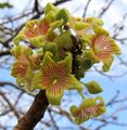 Sterculia sp. Mecufi (5969554416).jpg