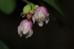 Symphoricarpos albus 3049.JPG