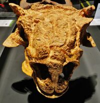 Tarchia gigantea skull front 4.JPG
