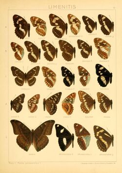 The Macrolepidoptera of the world (Taf. 57) (8145259279).jpg