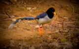 The Yellow-billed Blue Magpie or Gold-billed Magpie1.jpg