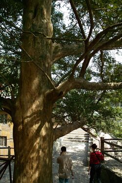 Torreya grandis.jpg