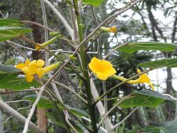 Uncarina perrieri - Palmengarten Frankfurt - DSC01665.JPG