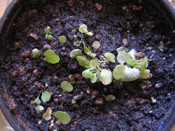 Utricularia tricolor.jpg